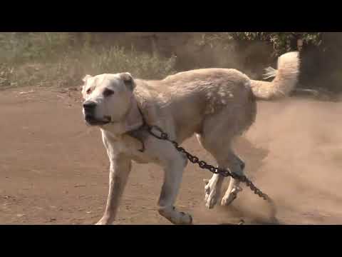 Видео: 2024г  Хозяйство Евгения из Журавское