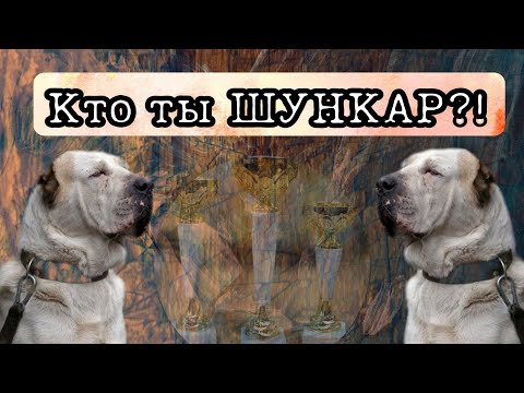 Видео: Знаменитый Шункар / История происхождения