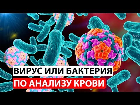 Видео: Вирусная или бактериальная инфекция по анализу крови