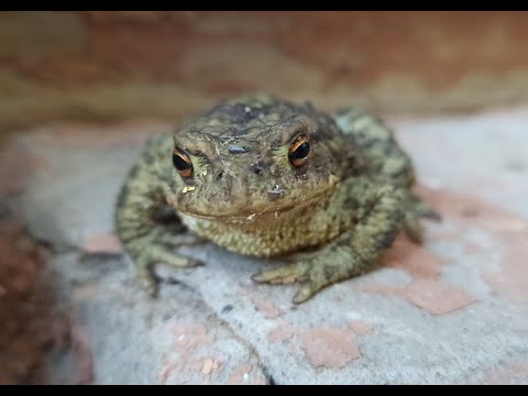 Видео: Лягушка сидит на ступеньках 17 минут