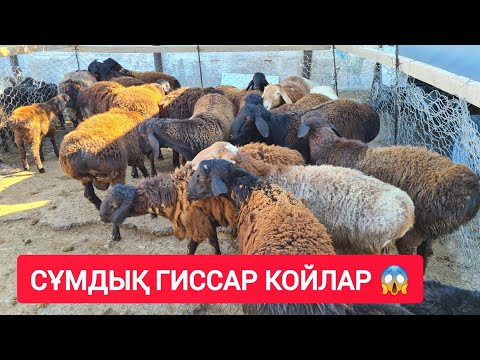 Видео: НЕ ДЕГЕН БАҒА, ҚОЙ, ТОҚТЫ, ЕШКІ, ҚОШҚАР, ГИССАР, БАҒАЛАРЫ.