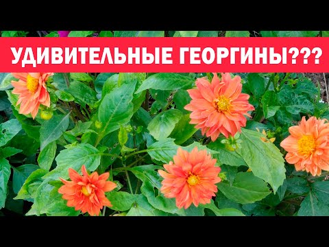 Видео: Удивительные, неприхотливые Георгины из семян! Низкорослые, очень ранние, пышно цветущие весь сезон