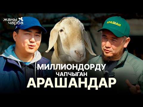 Видео: МИЛЛИОНДОРДУ ЧАПЧЫГАН АРАШАН КОЙЛОР | Жаңы Чарба