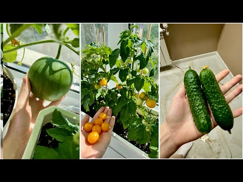 Видео: ОГОРОД НА БАЛКОНЕ/ ПОСЕВ СЕМЯН И ПОДГОТОВКА РАССАДЫ/ ЧАСТЬ 1