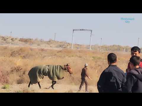 Видео: 31 октября 2025 г.Beruniy Palvash Bayge