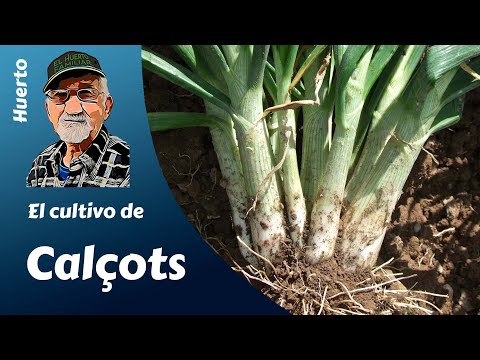 Видео: ВЫРАЩИВАНИЕ КАЛЬЧОТОВ.