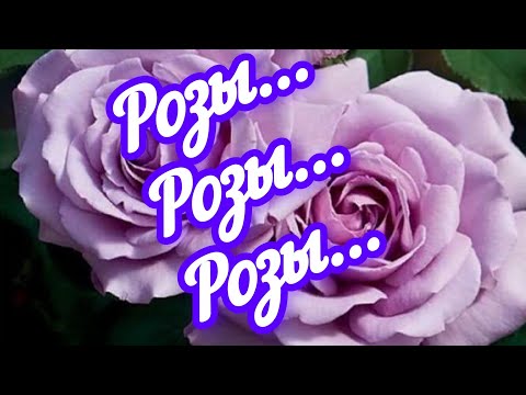 Видео: 🌹🌹🌹Розы из питомника Несиных и Буонроза 🌹🌹🌹распаковка #4...надеюсь, последняя в этом сезоне😉😂😂