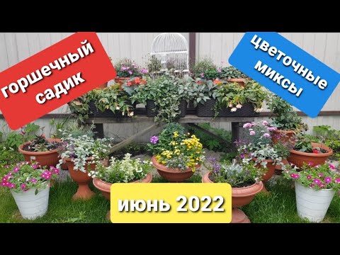 Видео: Мой горшечный садик/ Цветочные миксы/ 19 июня 2022 г. Подмосковье