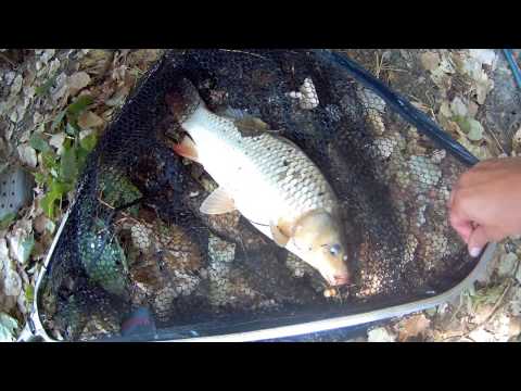 Видео: рыбалка днестр карпы атакуют