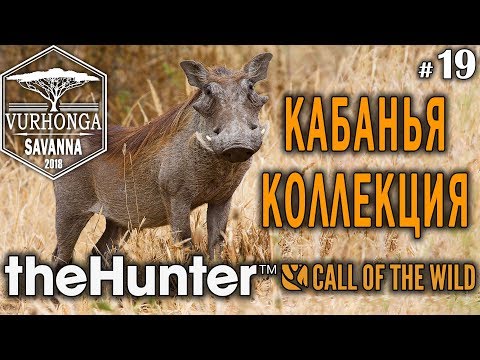 Видео: theHunter Call of the Wild #19 🔫 - Кабанья Коллекция - Ружье - Бородавочник, Спрингбок