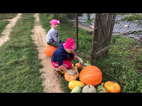 Видео: Сбор Урожая Тыквы!👍😊Тыква Росла на Чёрной Плёнке!✌️😊Отличный Урожая Тыквы и Цукинии!👍😊