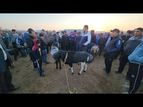 Видео: 22 сентября 2024 г. 10 МИЛЛИОНГА КУЧКОР | ТУРТКУЛЬ КУЙ БОЗОР НАРХЛАРИ