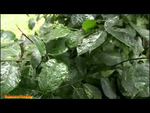 Видео: Нина Кирсо и гр.Фристайл - КАПЕЛЬКА