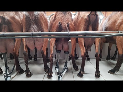 Видео: Козы без ушей // Ламанча