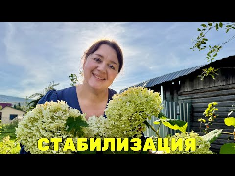 Видео: 🌷Стабилизация садовой гортензии - Эксперимент 2025