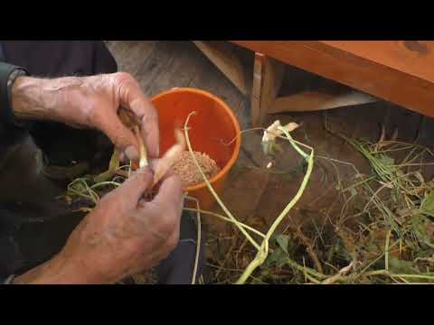 Видео: Шелушим фасоль и котик серый играет