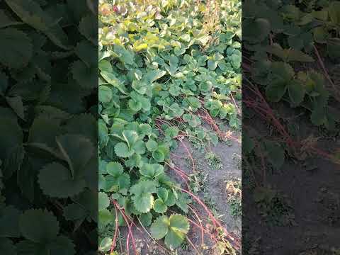 Видео: клубника, маточник, целесообразно ли?