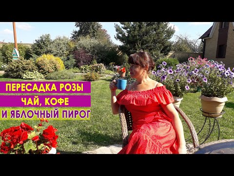 Видео: Наша загородная жизнь. Пересадка розы. Чаепитие на даче и яблочный пирог.