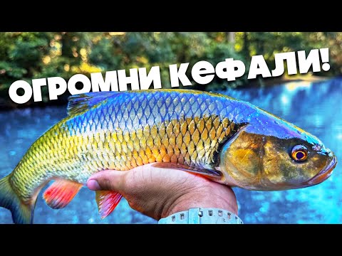 Видео: ОГРОМНИ КЕФАЛИ! Риболов на кефали на клатушки!