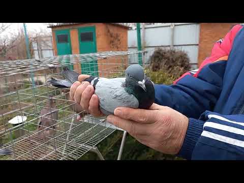 Видео: Бойные голуби коллекция у Геннадия - 8 918 94 94 575