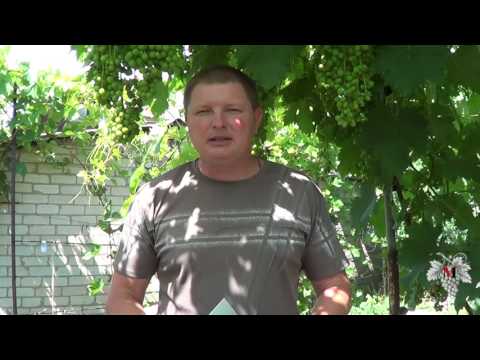 Видео: ОИДИУМ Винограда! ПРЕПАРАТЫ и МЕТОДЫ БОРЬБЫ с ним