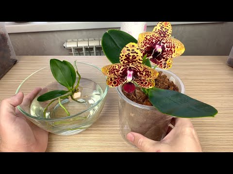 Видео: УТОПИЛ орхидею - НЕ ТРЯСИТЕСЬ над корнями орхидей // пересадка орхидеи ОТОРВАННОЙ от Анаконды