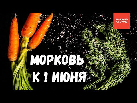 Видео: Супер ранний урожай моркови 🥕| Рассада моркови | Когда сеять морковь на рассаду | Морковь к 1 июня