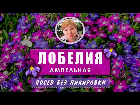 Видео: ЛОБЕЛИЯ  посев  без пикировки и перевалки. Мой любимый способ