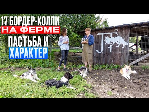 Видео: 17 бордер-колли на ферме. Особенности, пастьба и характер породы