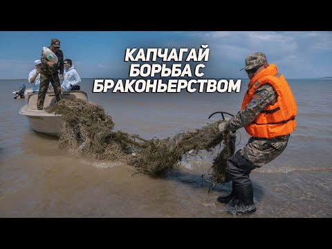 Видео: Капчагай / Борьба с браконьерством