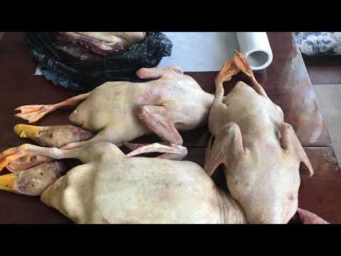 Видео: Сравнение уток 2  Стар 53 и Голубой Фаворит