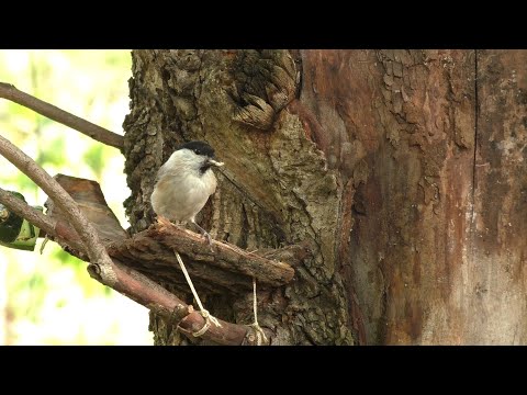 Видео: Новая кормушка/Кто выпивает всю воду/Лесопосадка