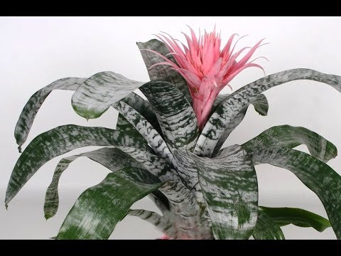 Видео: ЭХМЕЯ из семейства БРОМЕЛИЕВЫЕ | Уход и разведение в домашних условиях