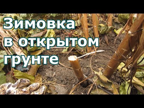 Видео: Готовим лилии к зиме