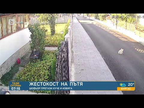 Видео: Шофьор прегази куче в Криводол и избяга I "Тази сутрин"