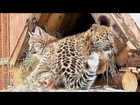 Видео: ВОТ ЭТО ДА! Рысёнок Тимка и Леопардик Хан ВСТРЕТИЛИСЬ! Старые друзья снова вместе ❤️