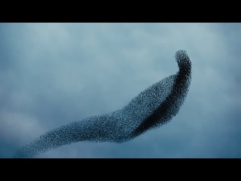 Видео: Камерт өртсөн хамгийн ер бусын 10 амьтан