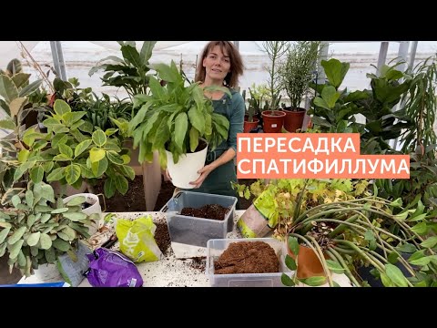 Видео: Пересадка спатифиллума