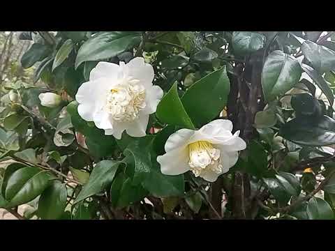 Видео: СЧАСТЛИВЫЕ МГНОВЕНИЯ или Прыжок в лето. Март. Грузия.Батуми. 2025 г.