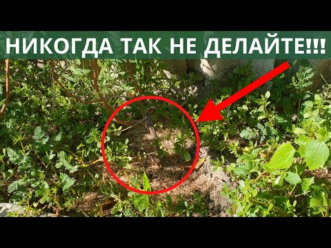 Видео: ТОП 5 ошибок начинающих виноградарей