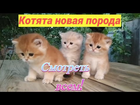 Видео: 😱 Что за котята!