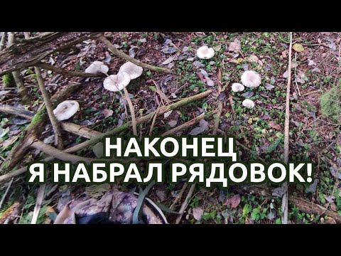 Видео: Долгожданные рядовки! Осенний лес и заморозки.