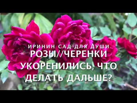 Видео: Розы//Черенки укоренились, что делать дальше?