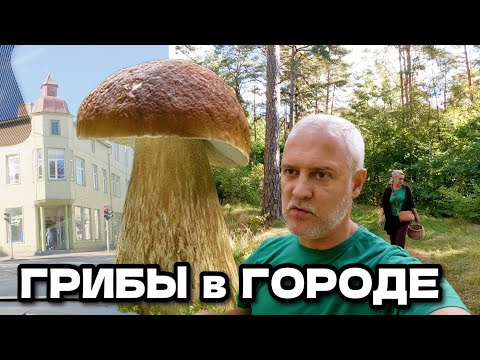Видео: Город и Грибы в городском лесу. 23 сентября, Латвия, город Вентспилс | Latvija, Ventspils 