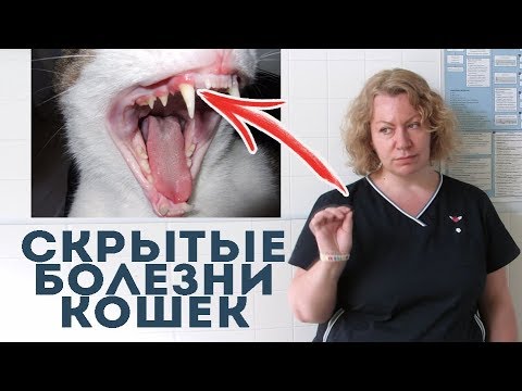 Видео: Вы уверены, что ваша кошка здорова? Советы ветеринара.