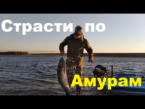 Видео: Страсти по Амурам! 