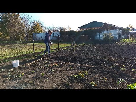 Видео: КУПИЛИ ДОМ НА ЮГЕ./ ПОСАДИЛА ЧЕСНОК./ ГОТОВЛЮСЬ К НОВОМУ ГОДУ.