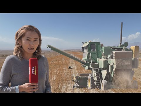 Видео: УТРК НАРЫН: АТ-БАШЫДА САФЛОР ЖЫЙНАЛУУДА