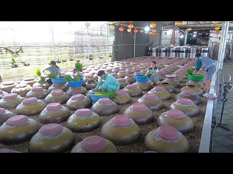 Видео: Фабрика, которая изготавливает традиционный вьетнамский ликёр особым способом!
