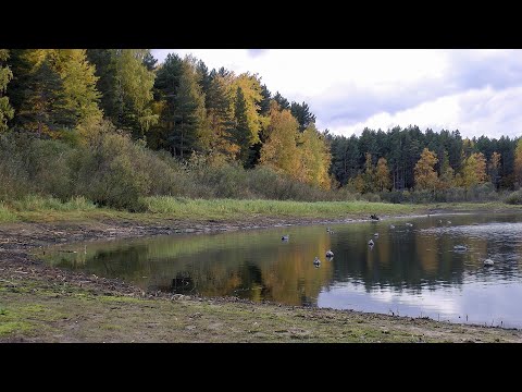 Видео: Как выманить щуку | Рыбалка на тихой речке | Красивая осень